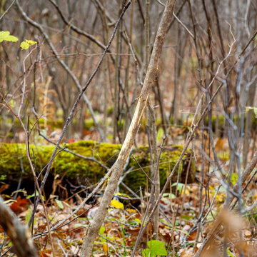 Fresh deer rub on a small tree from a White-tailed buck to mark territory and leave scent for the breeding season, selective focus, background blur, foreground blur
