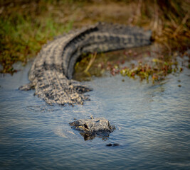 Alligator Swims into Clear Pool