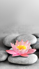 Stack of grey massage stones on grey background and lotus flower. - 386232924