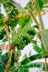 Fototapeta premium a bunch of bananas that are still green and not ripe are still on the tree is not ready for harvest