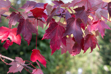 Red maple, Acer rubrum, autumn view.