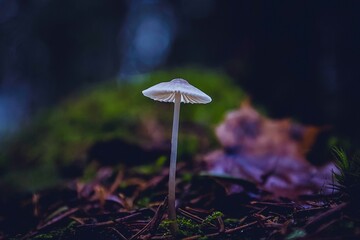 Fototapeta premium mushroom in the forest