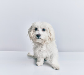 Adorable dog over isolated white background.