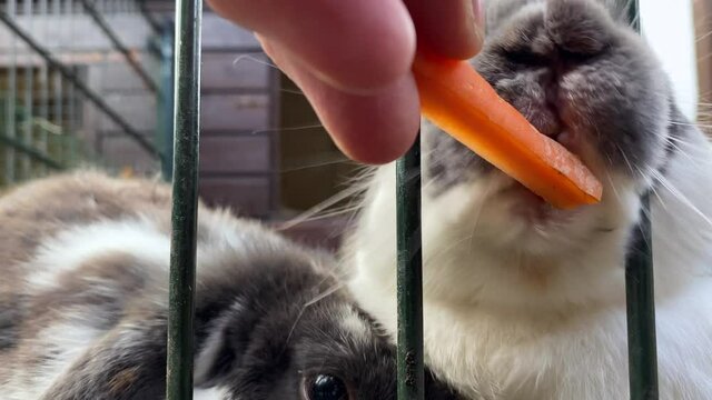 Childrens hand feeding rabbit with a carrot. Fat fluffy bunnys eating carrots 