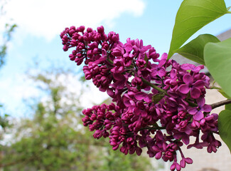 lilac branch in the village