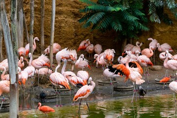 group of pink flemish of chile