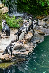 Fototapeta premium view of penguin in zoologic park