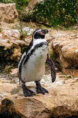 Fototapeta premium view of penguin in zoologic park