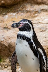 view of penguin in zoologic park