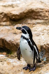 Fototapeta premium view of penguin in zoologic park