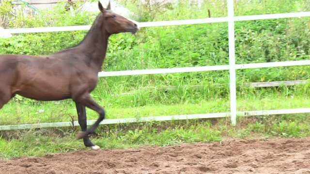 Bay filly trotting in paddock alone, in slow-motion