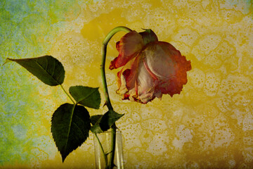 Faded Rose flower in a vase