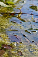 A pond with marsh frogs close-up, green algae and fallen leaves in clear water