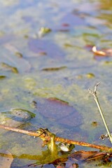 A pond with marsh frogs close-up, green algae and fallen leaves in clear water