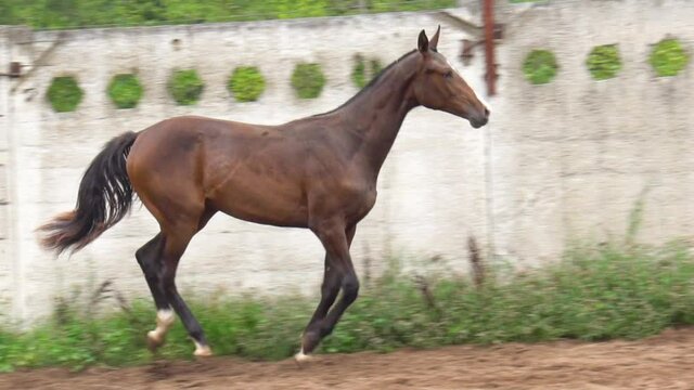 Young purebred horse running in paddock, slow-motion
