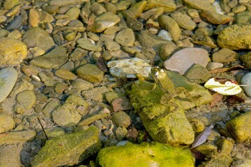 A pond with marsh frogs close-up, green algae and fallen leaves in clear water