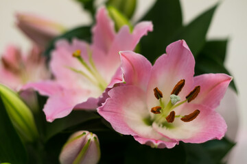 Fototapeta na wymiar Beautiful pink lily flowers in close-up