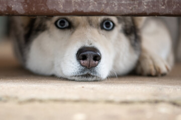 Smart husky dog looking under the fence hole (selective focus) © ilyaska