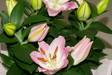 Beautiful pink lily flowers in close-up