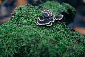 Mushrooms on the moss