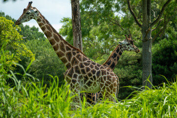 Two giraffes stand behind each other and look in opposite directions