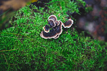 Mushrooms on the moss