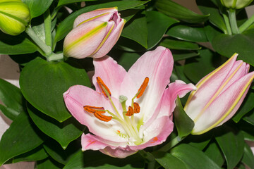 Beautiful pink lily flowers in close-up