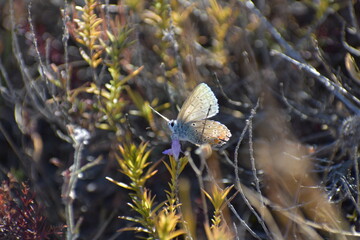 Beautiful blue butterfly in the grass