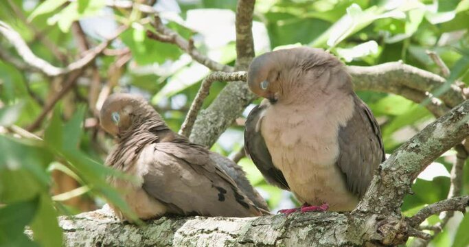 Mourning dove pair sitting on branch, preening.