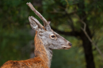 Portrait of a red deer (Cervus elaphus) on a blurry background. Deer in the forest.