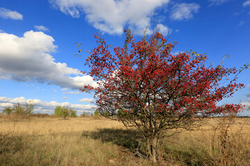 Fototapeta premium tree with hawthorn fruits on meadow