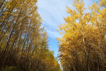 Path Of The Trees, Elk Island National Park, Alberta
