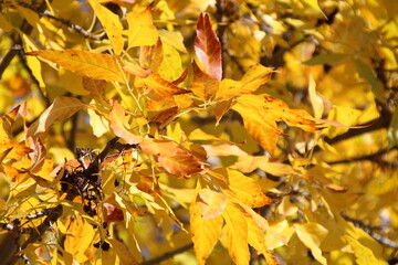 Golden Leafs Of Autumn, Gold Bar Park, Edmonton, Alberta