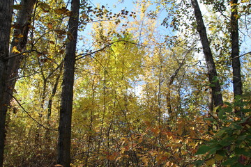 Autumn In The Forest, Edmonton, Alberta