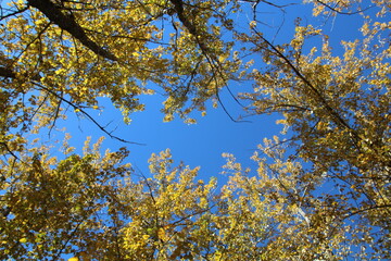 Autumn Above Us, Gold Bar Park, Edmonton, Alberta