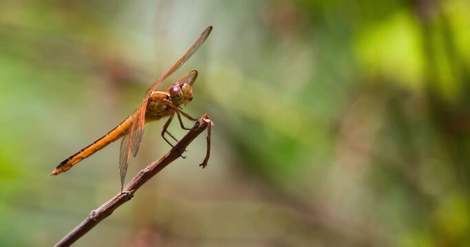 Dragonfly on twig, tilts head.