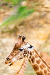 portrait of giraffe in front of the cliff