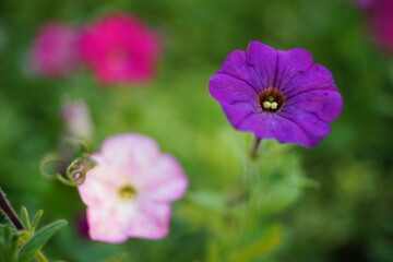Fototapeta premium Lovely purple and pale pink petunia flowers grow in the garden