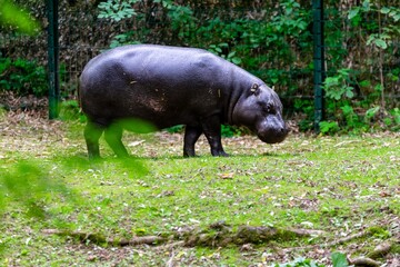 portrait of pygmy hippopotamus in the grass