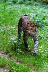 portrait of leopard in the grass