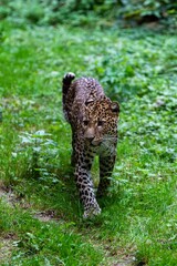 portrait of leopard in the grass