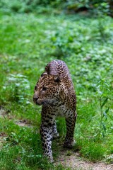 portrait of leopard in the grass
