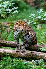 Obraz na płótnie Canvas portrait of leopard in the grass