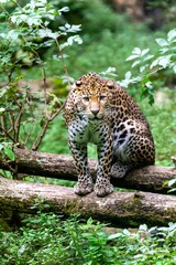 Fototapeta na wymiar portrait of leopard in the grass