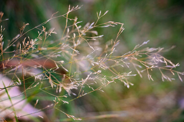 Wispy Fall Grass on a Green and Purple Background. Flowery, light and airy grass close up in Autumn.