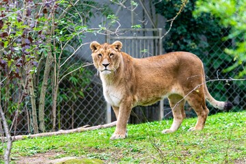 portrait of leo in the grass