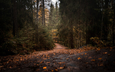 Path in a national park during autumn with fallen leaves on the ground