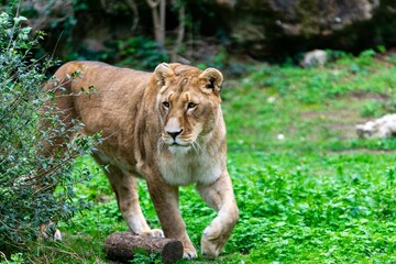 portrait of leo in the grass