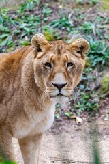 Fototapeta na wymiar portrait of leo in the grass