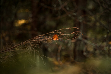 Last orange leaf left on a branch in a forest during autumn